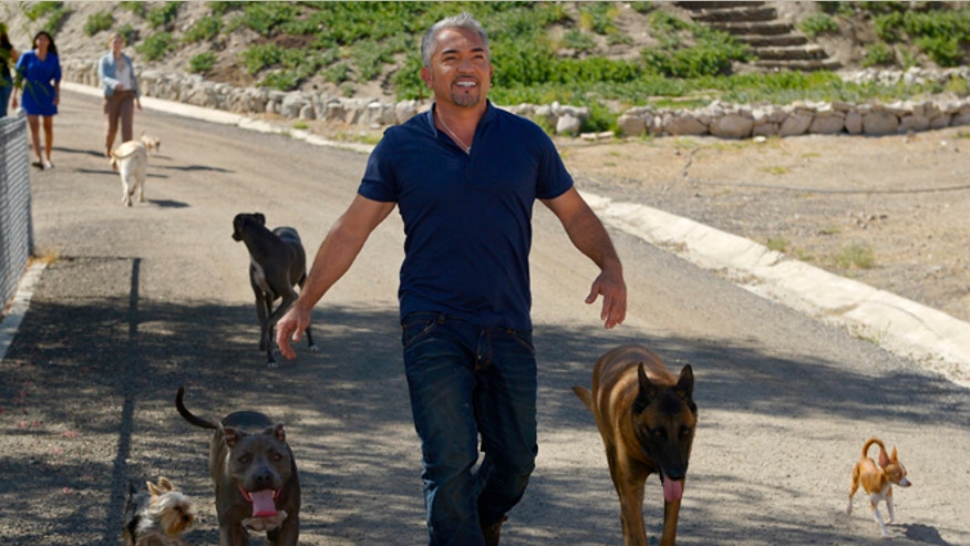 Pets-Cesar Millan.jpg